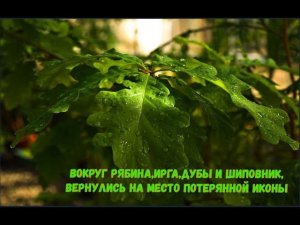 Вокруг рябина,ирга,дубы и шиповник,вернулись на место потерянной иконы