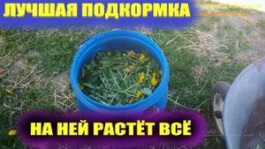 Травяной настой для подкормки.Зеленое удобрение
