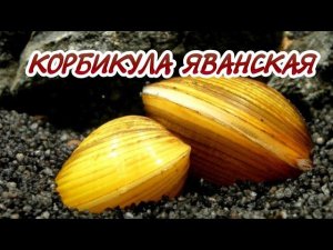 КОРБИКУЛА ЯВАНСКАЯ. ЛУЧШИЙ ПОМОЩНИК АКВАРИУМИСТА. СОДЕРЖАНИЕ И РАЗВЕДЕНИЕ В АКВАРИУМЕ.