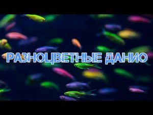 ДАНИО GLO. СОДЕРЖАНИЕ И РАЗВЕДЕНИЕ В АКВАРИУМЕ