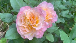 Июнь в Саду 17 июня 2024 часть 2