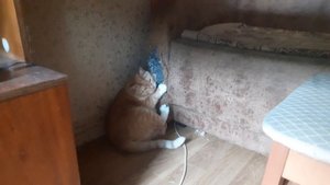 Кот Рыжик рвёт кресло. 22.07.2023г.