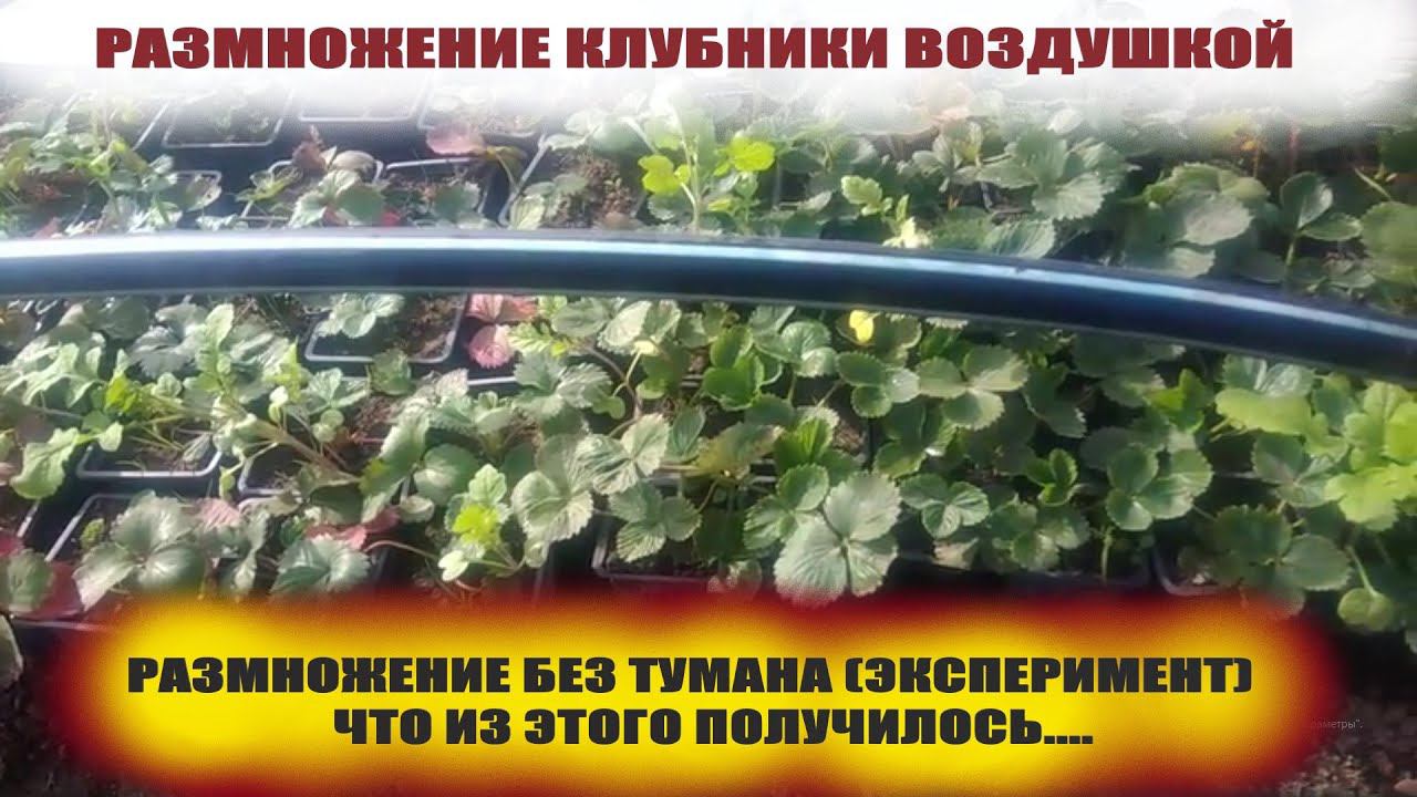 Размножение клубники усами воздушкой без применения тумана.Результат моего эксперимента