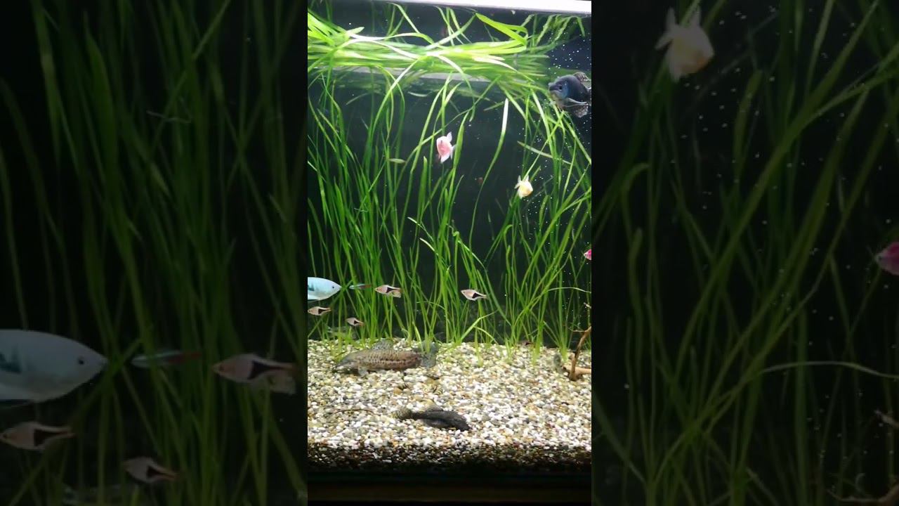 Советский аквариум смотреть онлайн