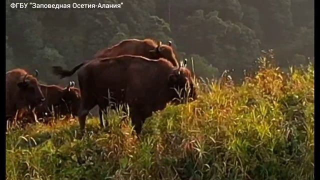 Зубры на территории Государственного природного заказника федерального значения "Цейский"