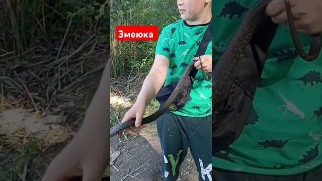 Змеюка