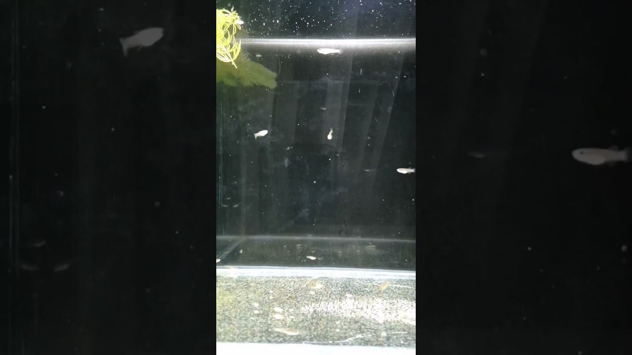 Мальки Афиосемиона 21 день смотреть онлайн