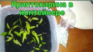 Криптокарины в контейнере