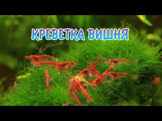 КРЕВЕТКА ВИШНЯ. СОДЕРЖАНИЕ И РАЗВЕДЕНИЕ .