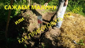 Посадка малины.Почва для малины.