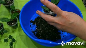 КОМНАТНЫЕ РАСТЕНИЯ(ЦВЕТЫ).ЕЩЁ ОДНА ПОСЫЛКА.НОВЫЕ РАСТЕНИЯ.