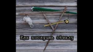 Как посадить свеклу