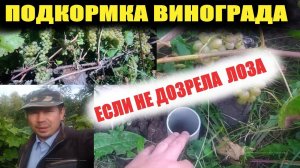 Подкормка винограда(август,сентябрь).Чем подкормить виноград осенью.