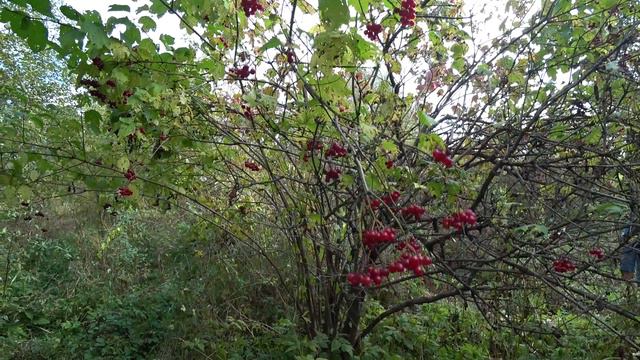 Сходили в Мотовилихинский дендрарий, ежевика, магония, орех манчьжурский, 25 сент 2024 смотреть онлайн