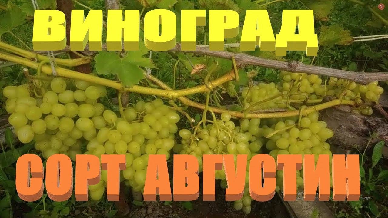 СТОЛОВЫЕ СОРТА ВИНОГРАДА.ВИНОГРАД АВГУСТИН