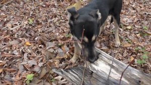 МАЛЫШ ПРИБОЛЕЛ и ЛЕЧИЛСЯ ТРАВОЙ (ПЫРЕЙ) а за ним И Я ПРИБОЛЕЛ!