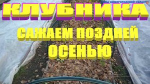 ПОСАДКА КЛУБНИКИ ОСЕНЬЮ.Решил посадить клубнику в открытый грунт и посмотреть как она приживется