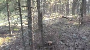 КТО ТО В ЛЕСУ! Пошёл в лес по грибы, а там треск кустов!