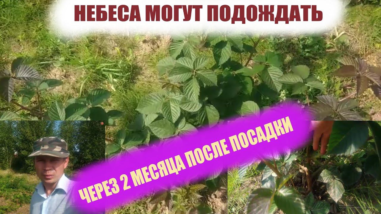 Ежевика сорт Небеса могут подождать