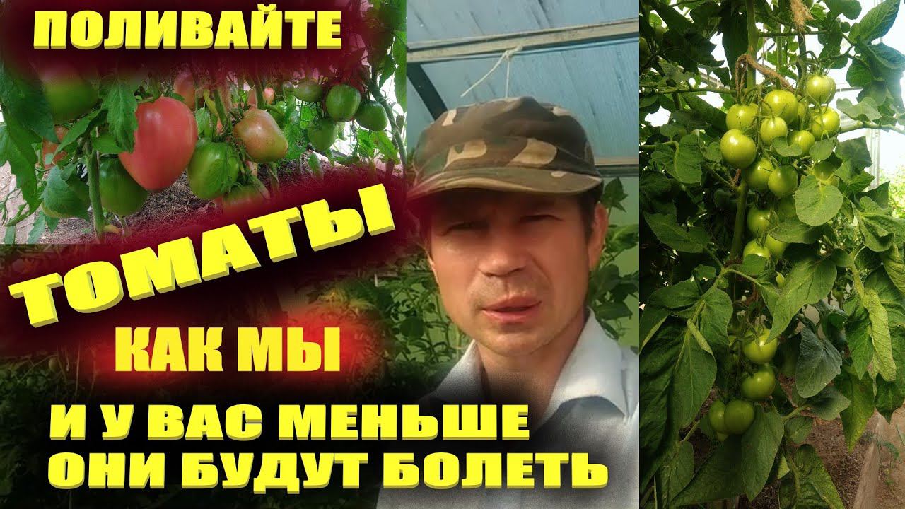 Полив томатов в теплице