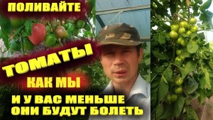 Полив томатов в теплице