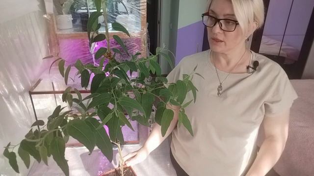 Формирование лимонного эвкалипта. Как вырастит пушистое дерево.