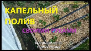 Капельный полив.Капельный полив из бочки