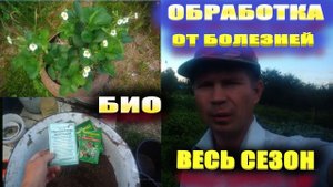 Обработка клубники до и после плодоношения.Биопрепараты