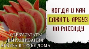 Когда и как сажать семена арбуза на рассаду для открытого грунта