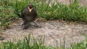 Птица, вернее, птенец-слеток