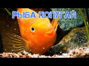РЫБА ПОПУГАЙ. СОДЕРЖАНИЕ В АКВАРИУМЕ
