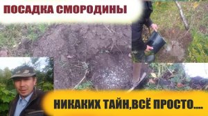 Посадка смородины.Как посадить саженцы смородины осенью