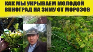 Как правильно укрыть молодой виноград на зиму