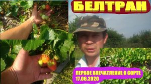 Ремонтантные сорта клубники/земляники/ Клубника БЕЛТРАН