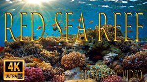 Подводный мир красного моря. Релакс видео 4К.