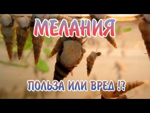 УЛИТКА МЕЛАНИЯ. ПОЛЬЗА ИЛИ ВРЕД В АКВАРИУМЕ