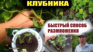 Размножение клубники усами.Быстрый способ посадки клубники