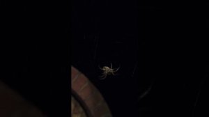 night Hunter - ночной охотник паук