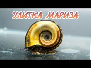 УЛИТКА МАРИЗА.СОДЕРЖАНИЕ В АКВАРИУМЕ.