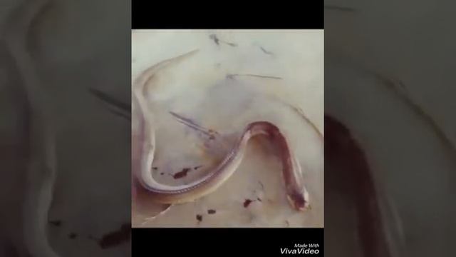 ANUAM Challenge fail!!!😎😎 смотреть онлайн