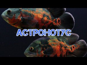 АСТРОНОТУС. СОДЕРЖАНИЕ, КОРМЛЕНИЕ И РАЗВЕДЕНИЕ.