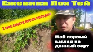 Ежевика бесшипный сорт Лох Тей.Молодой куст