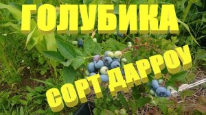 Голубика садовая высокорослая.Голубика сорт Дарроу