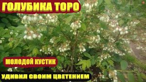 Сорта голубики.Голубика ТОРО мой молодой кустик