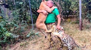 Молодой тигр НАУЧИЛ молодого доброго льва НАПАДАТЬ и теперь Олег Зубков применяет ВОЛШЕБНЫЙ ТАПОК!