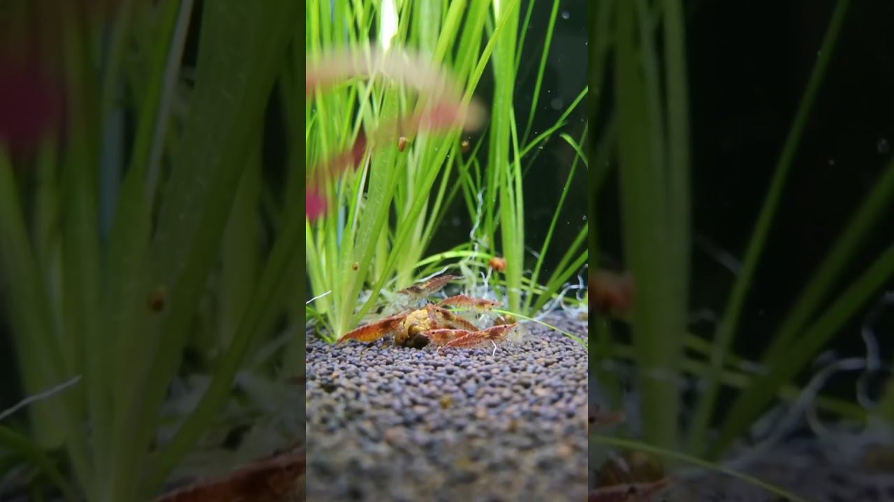 Борьба за еду с улитками смотреть онлайн