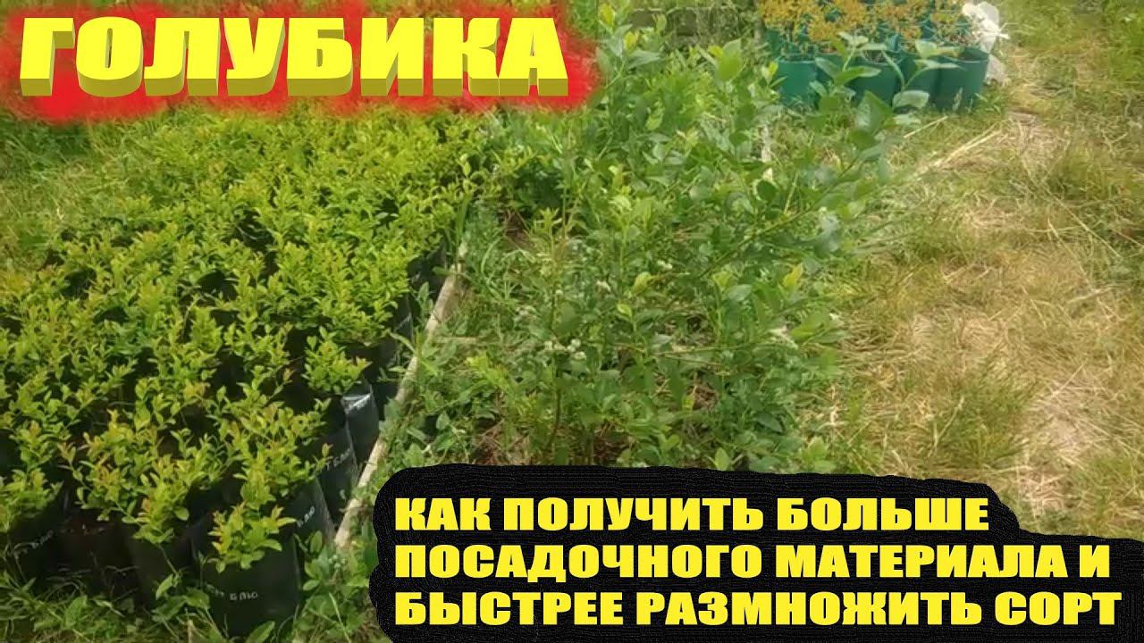 Размножение голубики.Как получить больше черенков для размножения