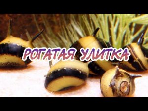 РОГАТАЯ УЛИТКА. СОДЕРЖАНИЕ В АКВАРИУМЕ.