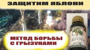 Как подготовить и защитить молодые яблони от мышей зимой