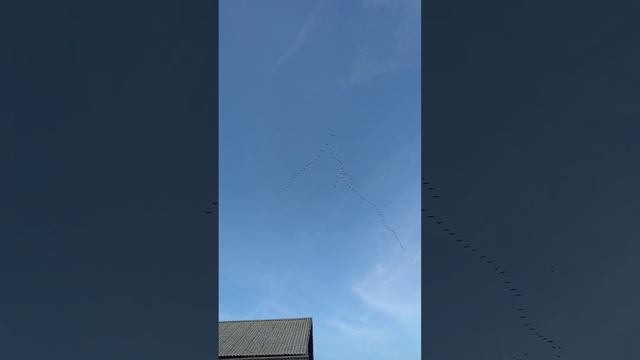 Журавли улетают и нам пора готовится к зиме.....